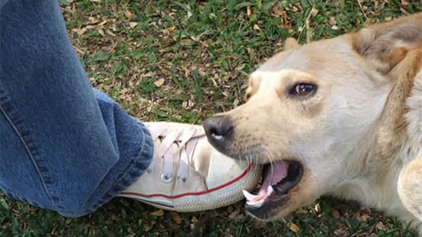 不小心被自家的狗狗咬了一口,不小心被狗狗咬手