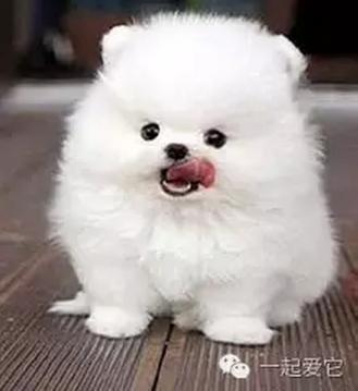 给狗狗取名字的四种方法,给捡来狗狗取什么名字好