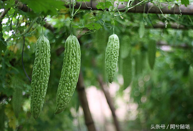 农村人最爱种植的20种“瓜”,你认识几个?|阿兮随笔