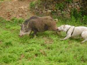 纯纯的土狗,纯纯的小土狗