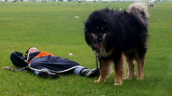 纯纯的土狗,纯纯的小土狗