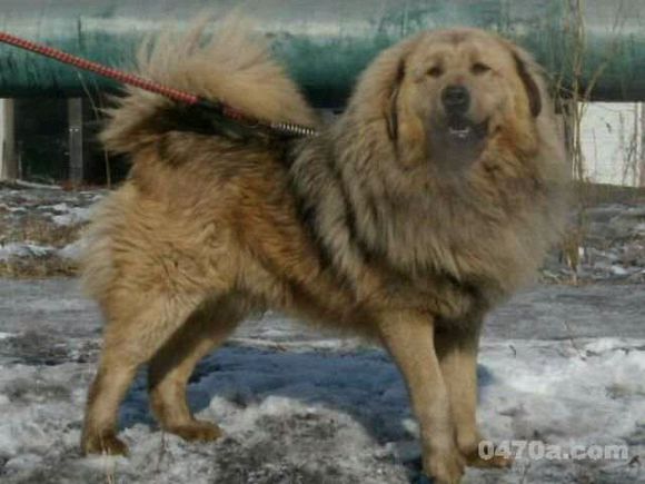 纯纯的土狗,纯纯的小土狗