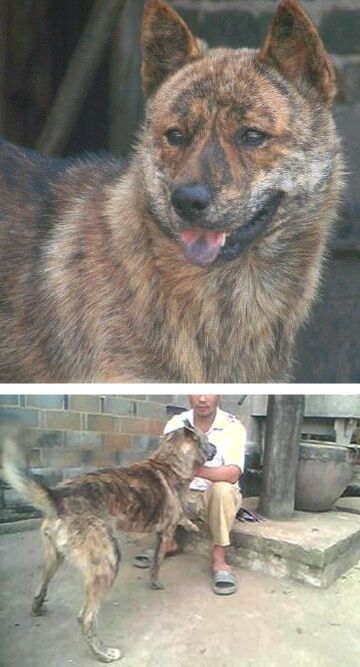 纯纯的土狗,纯纯的小土狗