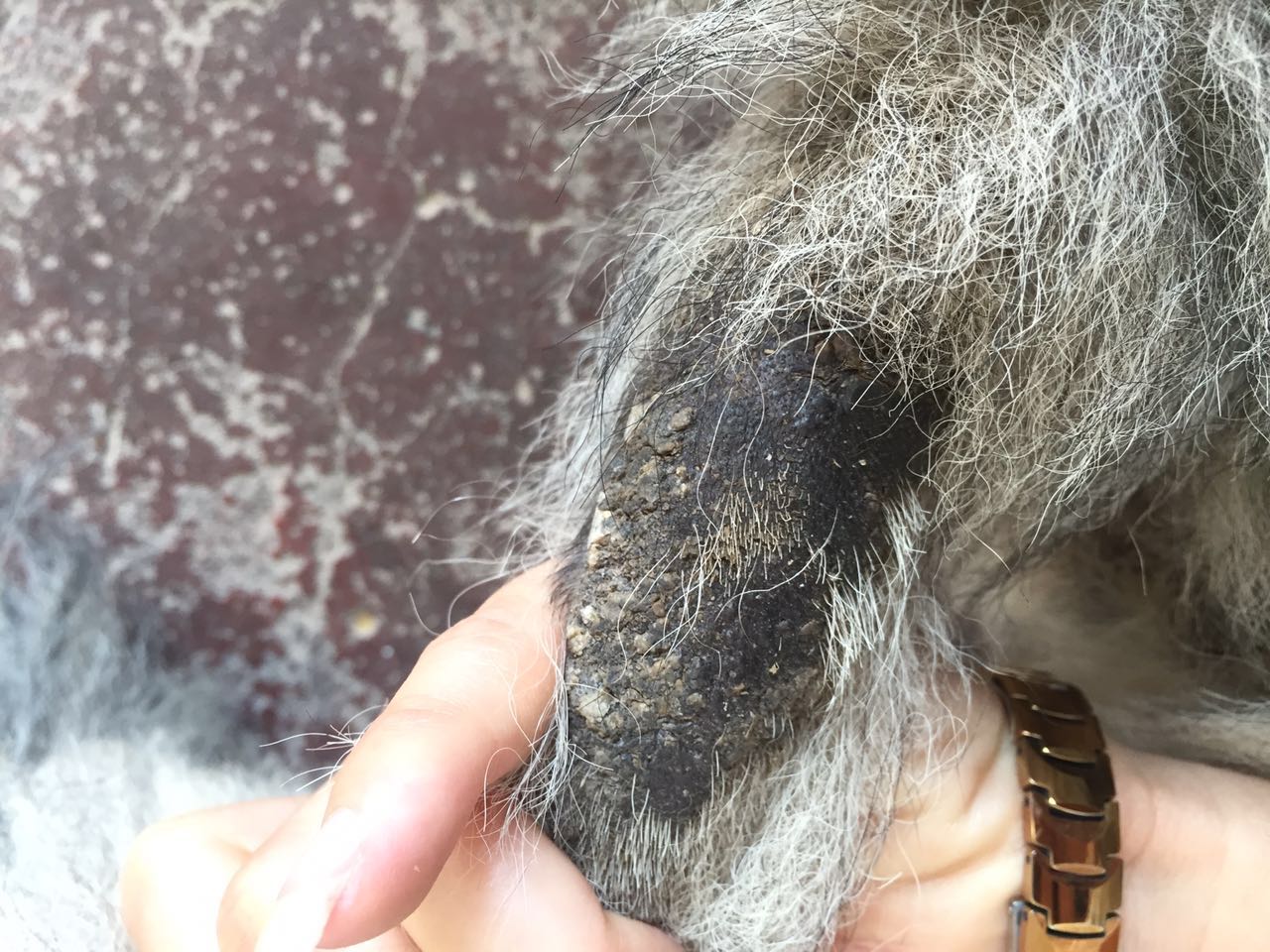 给狗狗洗澡后变样了,如何不给狗狗洗澡也能变干净