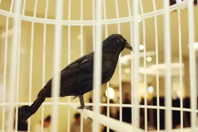 潮玩一番赏海贼王,潮玩9月