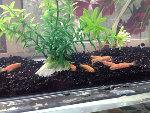 蓝色的小金鱼如何养殖,斑马鱼的养殖方法和技巧大全