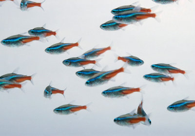 红绿灯鱼养殖方法和注意事项,海水观赏鱼皇后神仙适合新手吗