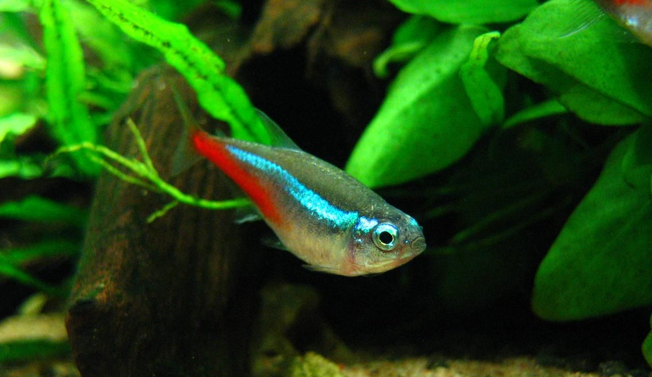 红绿灯鱼养殖方法和注意事项,海水观赏鱼皇后神仙适合新手吗