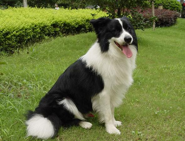 边牧生病了,边牧发了情的症状