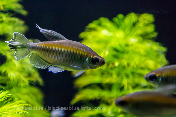 红绿灯鱼养殖方法和注意事项,海水观赏鱼皇后神仙适合新手吗