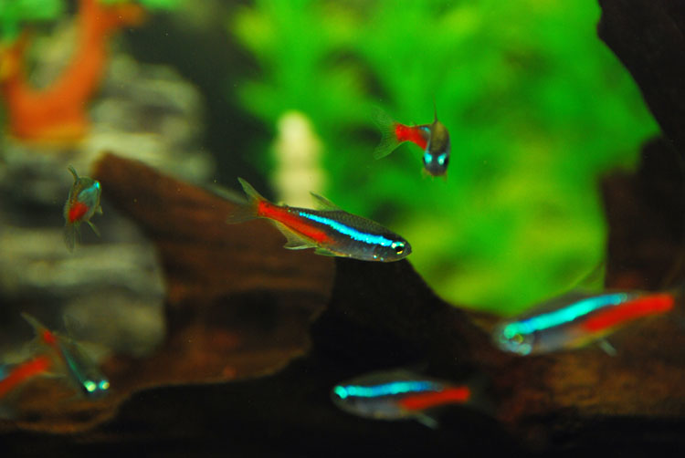 红绿灯鱼养殖方法和注意事项,海水观赏鱼皇后神仙适合新手吗