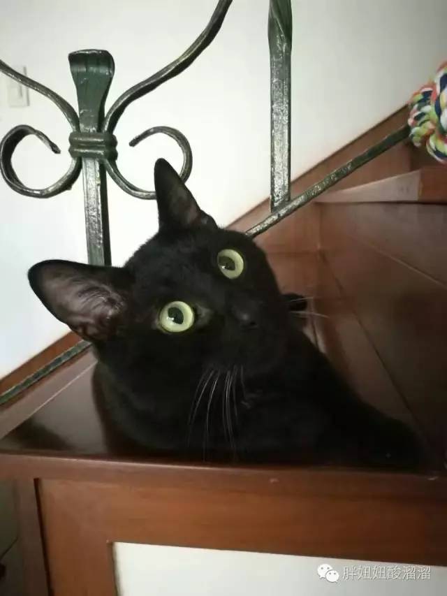 怎样嫁给张继科,怎样才能和张继科谈恋爱