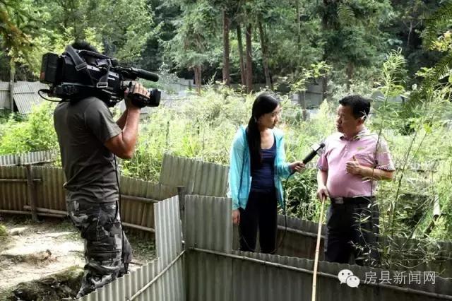央视频道《致富经》,央视七套致富经栏目介绍紫阳茶叶