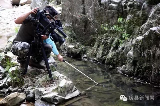 央视频道《致富经》,央视七套致富经栏目介绍紫阳茶叶