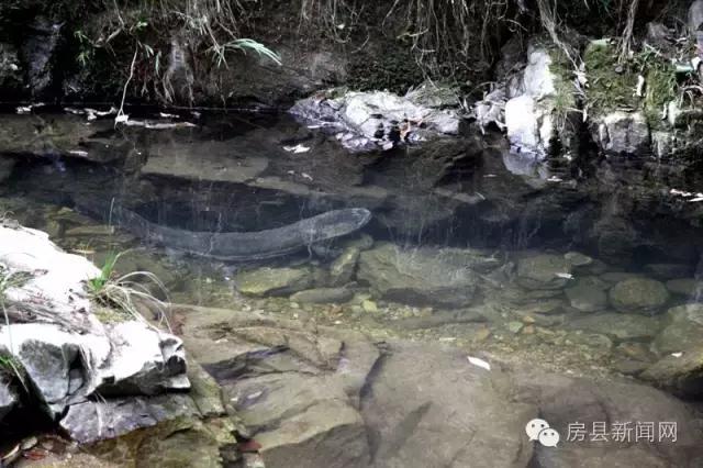 央视频道《致富经》,央视七套致富经栏目介绍紫阳茶叶