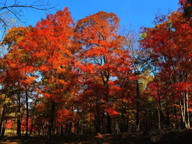 不需要知道你离世的理由，只愿你在天堂能重展笑容！