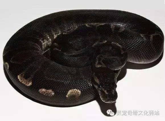 球蟒基因图鉴入门,变异球蟒图鉴