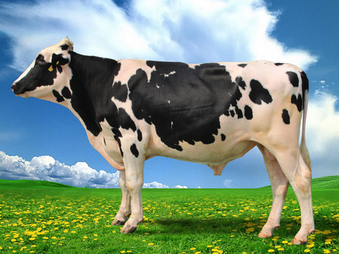 牛奶喝多了会导致激素过多吗,现在牛奶含有过多的激素吗