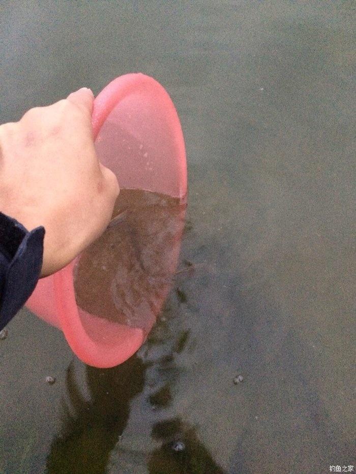 自配鲤鱼配方,自配鲤鱼饵配方