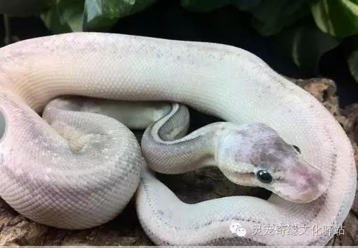 球蟒基因图鉴入门,变异球蟒图鉴