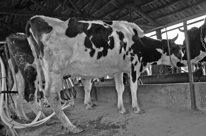 牛奶喝多了会导致激素过多吗,现在牛奶含有过多的激素吗