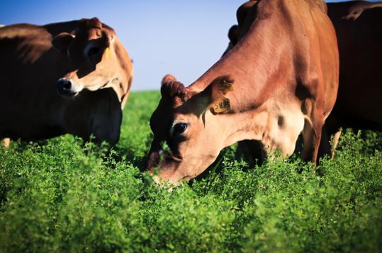 牛奶喝多了会导致激素过多吗,现在牛奶含有过多的激素吗