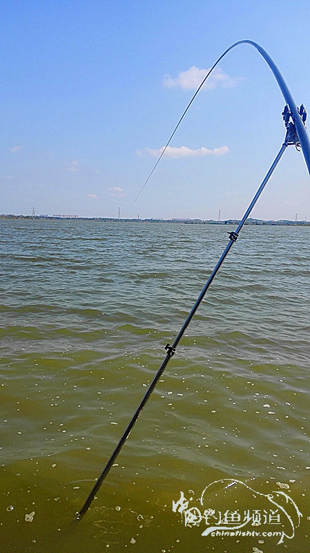 桐湖湿地钓鱼,桐湖钓鱼