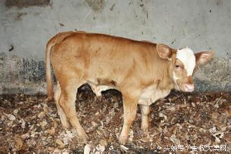 犊牛造肛术,犊牛漏肠手术