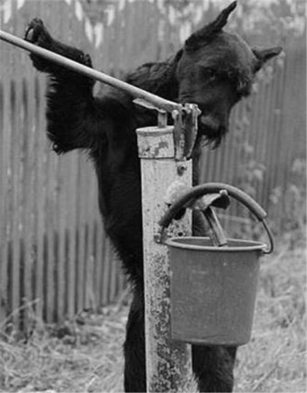 狗狗自愿帮主人干活,狗狗每次遛弯指甲都磨出血