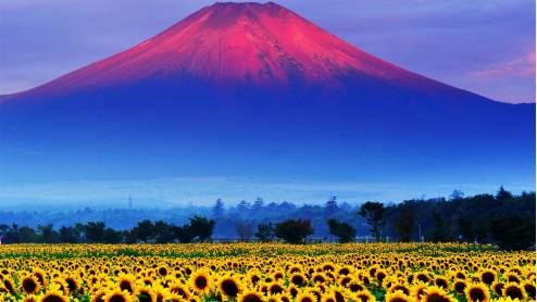 去日本旅游带多少钱合适一点,带狗狗去日本旅游要多少钱