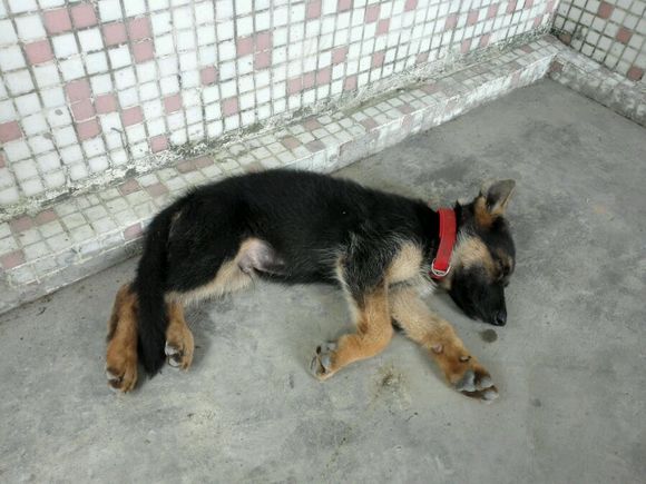 一个月的德牧为什么那么瘦,德牧什么表现是笨狗