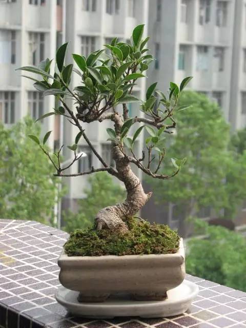 怎样养小叶榕盆景,小叶榕树盆景用什么土养