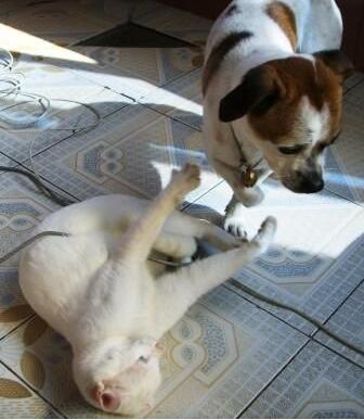 棉签解决猫咪发情，我国人民果然智慧~