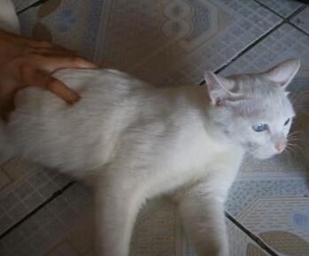 棉签解决猫咪发情，我国人民果然智慧~