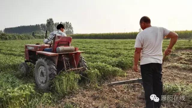 来原阳锄落生、梆玉蜀黍吧!