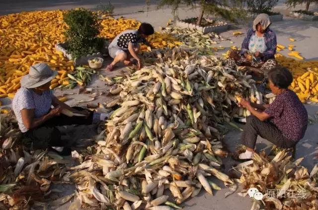来原阳锄落生、梆玉蜀黍吧!