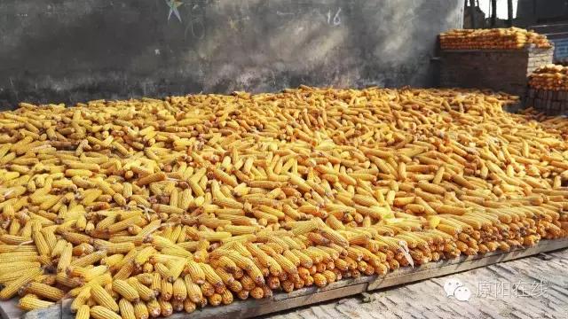 来原阳锄落生、梆玉蜀黍吧!