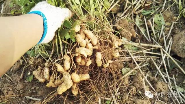 来原阳锄落生、梆玉蜀黍吧!