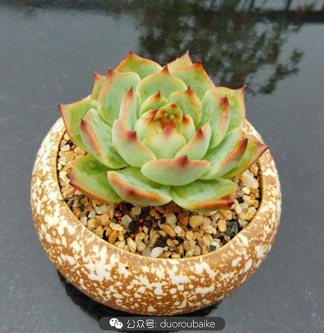 灰姑娘变公主!吉娃娃,一棵高傲的大!普!货!