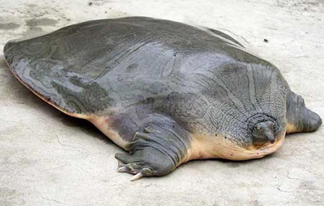 乌龟壳软的像棉花一样这是为什么,刚出壳的乌龟龟壳是不是软的