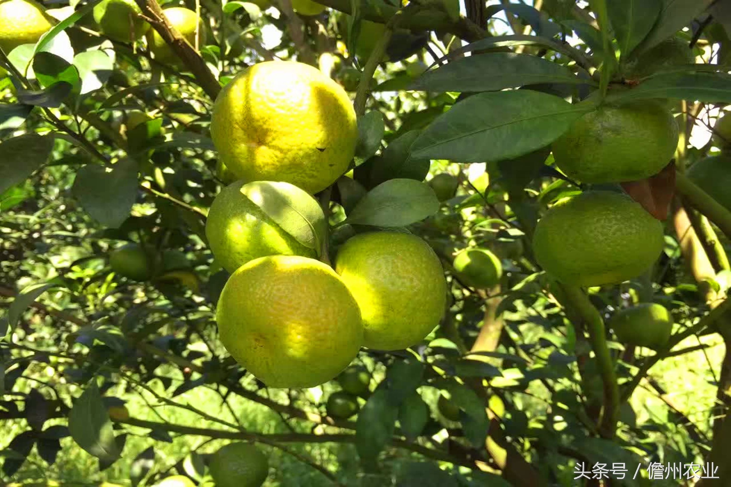 蜜桔现在能种么,由良蜜桔好种吗