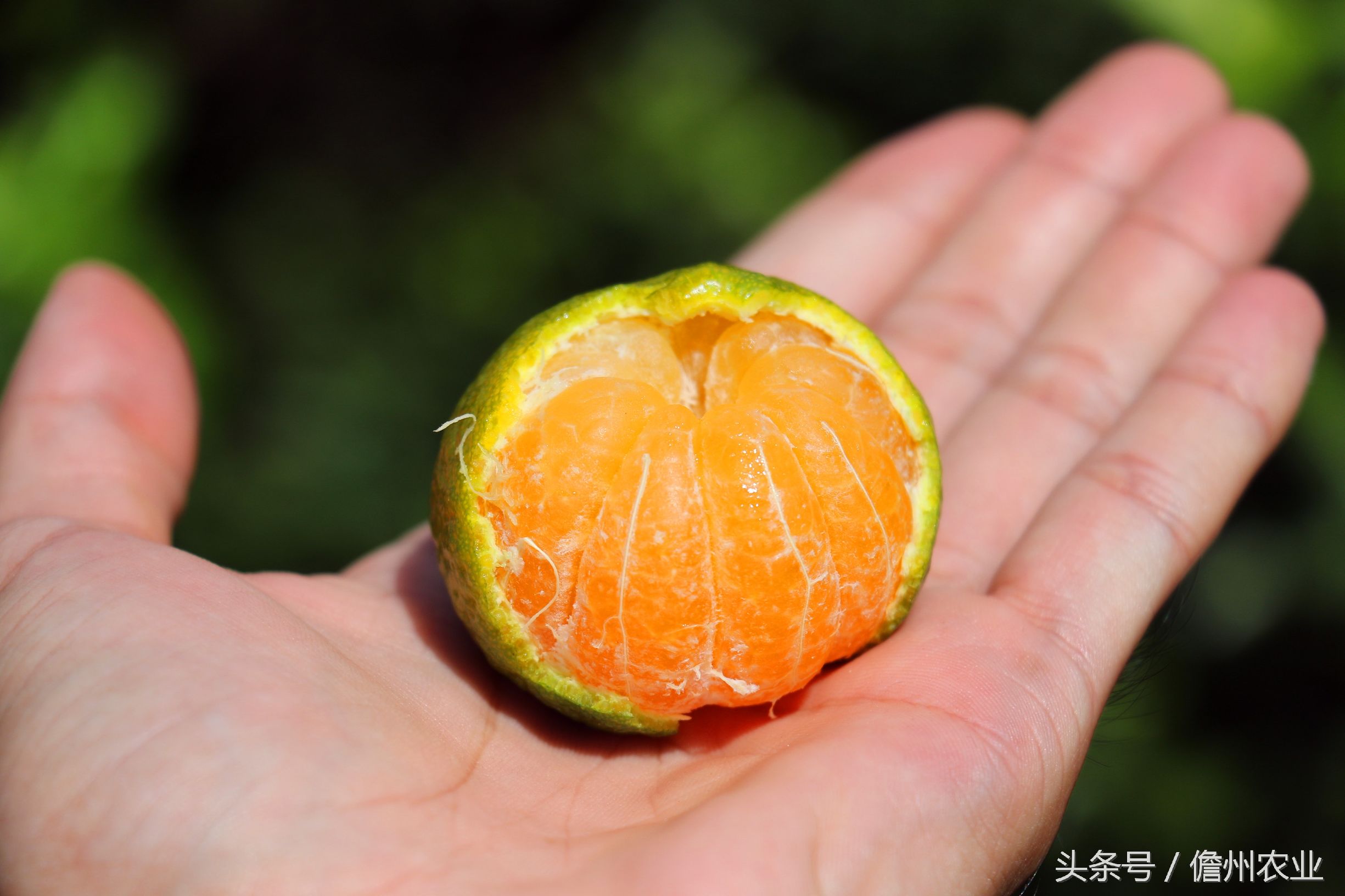 蜜桔现在能种么,由良蜜桔好种吗