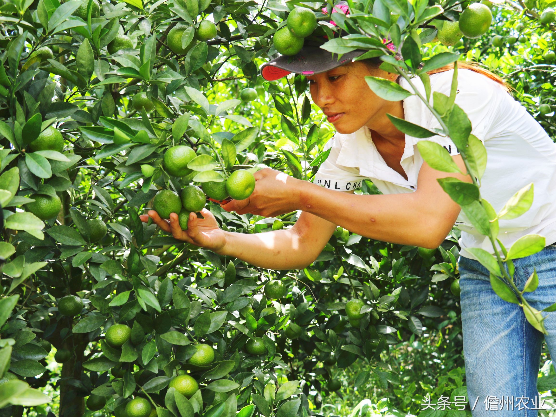 蜜桔现在能种么,由良蜜桔好种吗