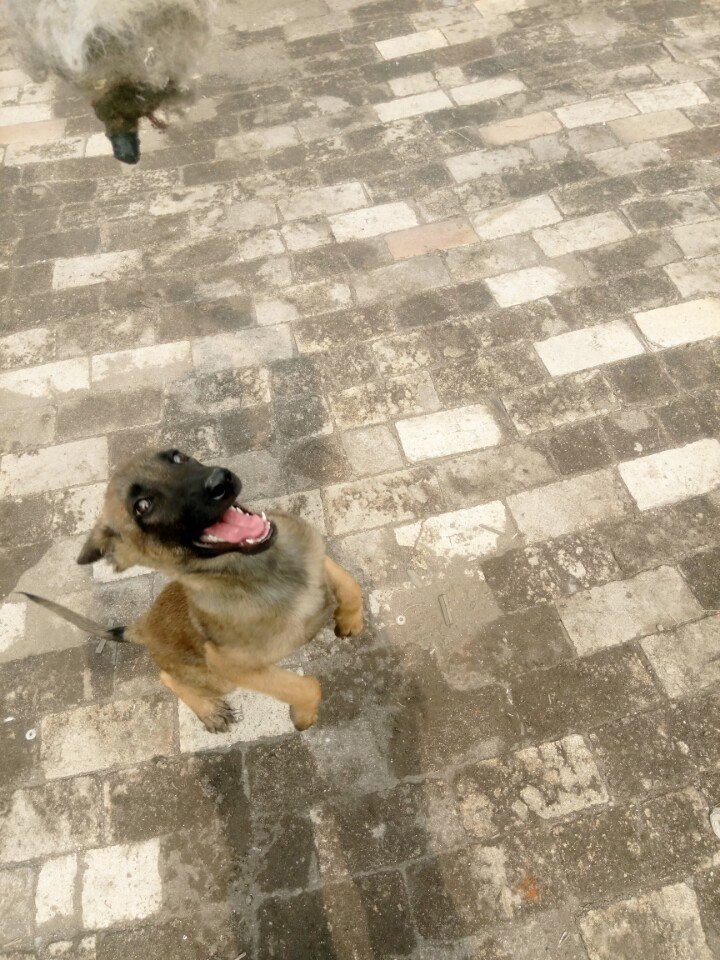 我的小马犬老是追人扑人咋办,我的小马犬不兴奋怎么办