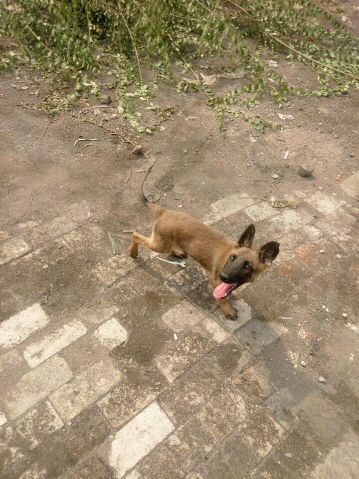 我的小马犬老是追人扑人咋办,我的小马犬不兴奋怎么办