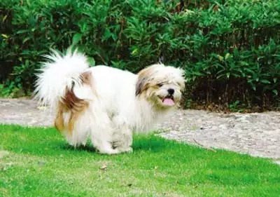 疯狂的跳蚤,狗狗吸血虫多久能消灭