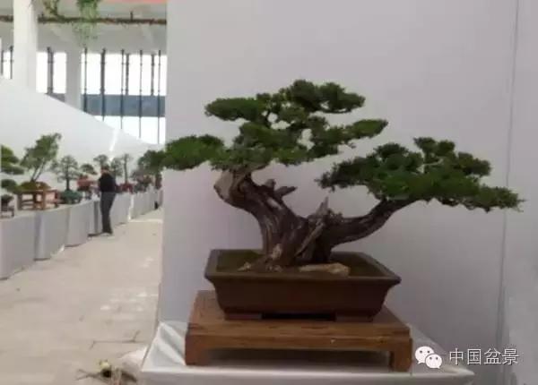 红子刺树桩盆景大全,曲杆式树桩盆景图片