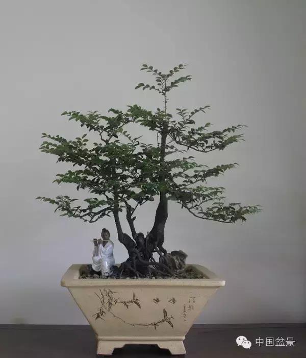 红子刺树桩盆景大全,曲杆式树桩盆景图片