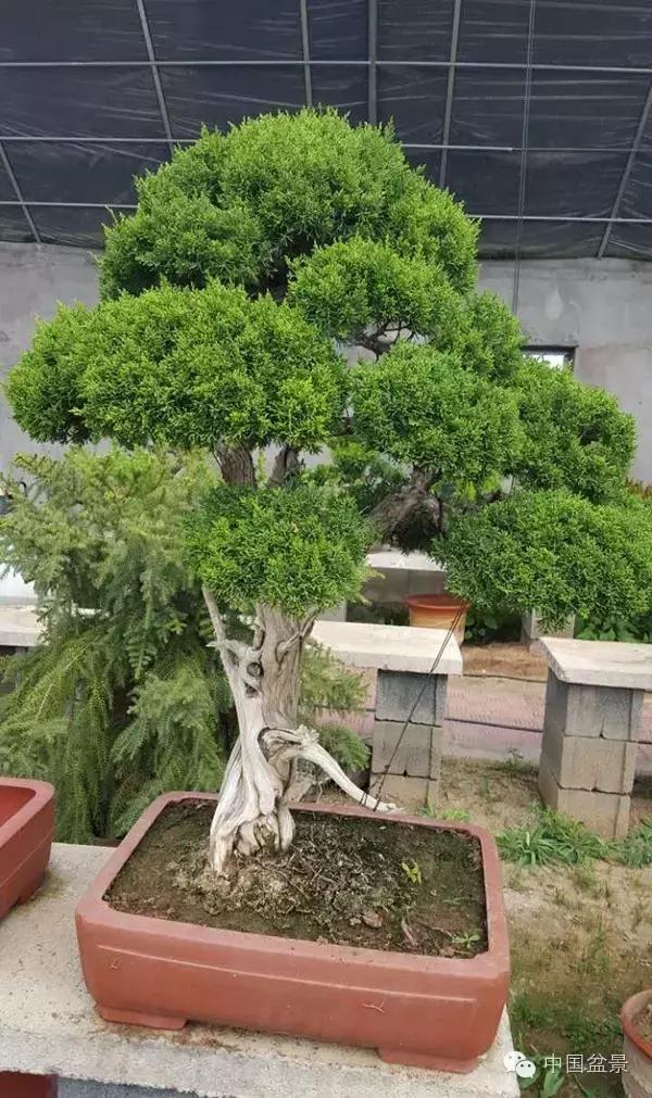 红子刺树桩盆景大全,曲杆式树桩盆景图片