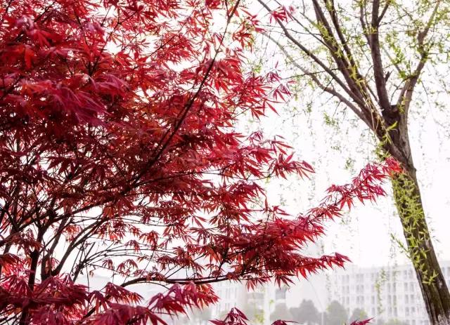 初秋武商院，真的在“给点颜色我看看!